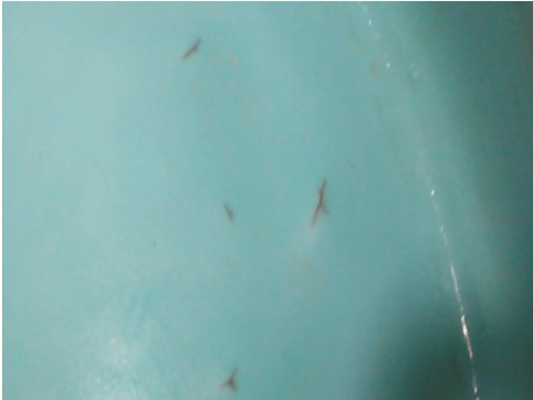 perforciones en istras de plastico material reparacion en Guadalajara y zapoapan