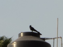 tinacos contyaminados con popo de aves tinacos de material o plastico Rotoplas