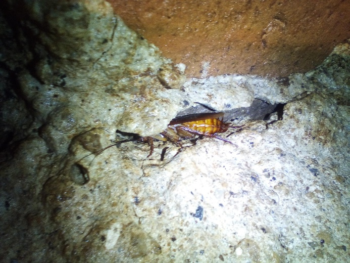 Deteccion de fugas de agua en aljibes revision de grietas fisuras