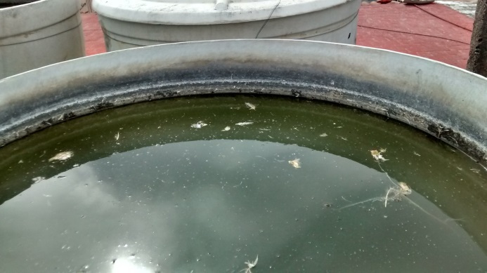 Lavado de tinacos de asbesto y Rotoplas en Guadalajara y Zapopan 3316611534